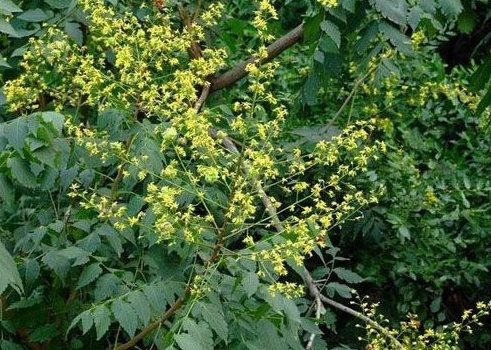 Koelrenteria Paniculata seed